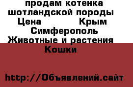 продам котенка шотландской породы › Цена ­ 3 000 - Крым, Симферополь Животные и растения » Кошки   